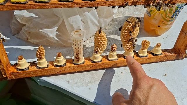 Насаживаем бигуди на маточники, обзор принисённого медка... 12 июня 2026 года. смотреть онлайн