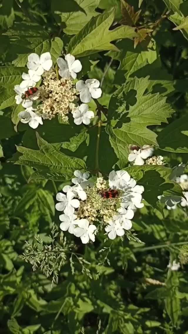 Так цветёт калина.