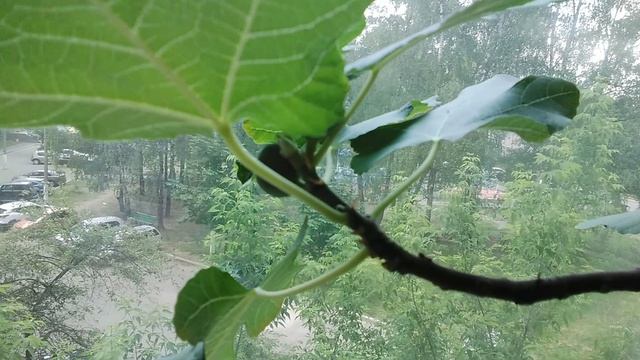 Комнатный инжир. Первый урожай.