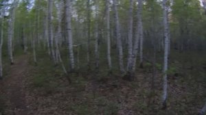 Кайфуем в лесу 🌲🚴🌳🚴🌲
