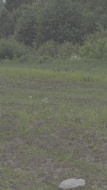 Собачья банда вышла на охоту