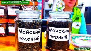 Мацеста 2026.Экскурсия на производство, дегустация зелёного и чёрного премиального чая. Часть третья