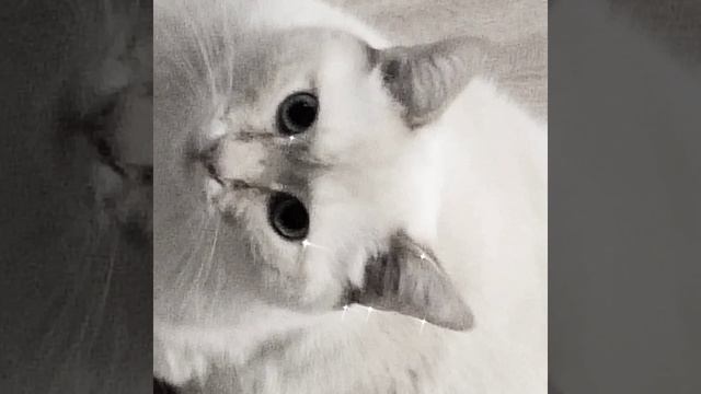 Котя 3 смотреть онлайн