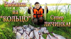 Рыбалка на Кольцо! Работает Личинка! Отличный Улов