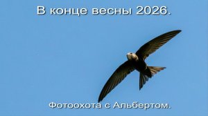 Фотоохота с Альбертом. В конце весны 2026.