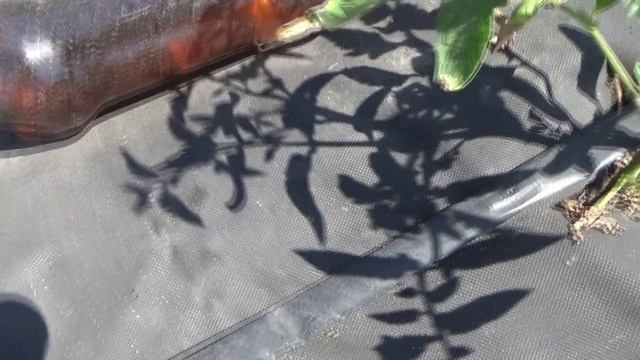 Какой плачевный вид у моих высаженных томатов! Посмотрите! Но все будет хорошо! 11 июня 2026. смотреть онлайн
