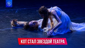 Кот чуть не сорвал театральную постановку