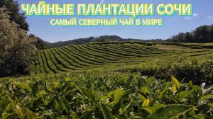 ЧАЙНЫЕ ПЛАНТАЦИИ И ВОДОПАДЫ СОЧИ. Самый северный чай в мире! Мацеста чай