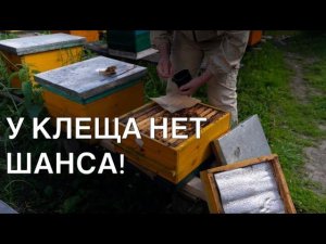У КЛЕЩА НЕТ ШАНСЕВ