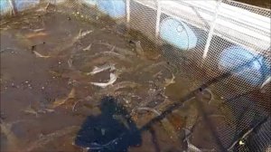 Зарыбление Нижнего пруда осетром 200 кг. Клёвое место Лосиный остров.