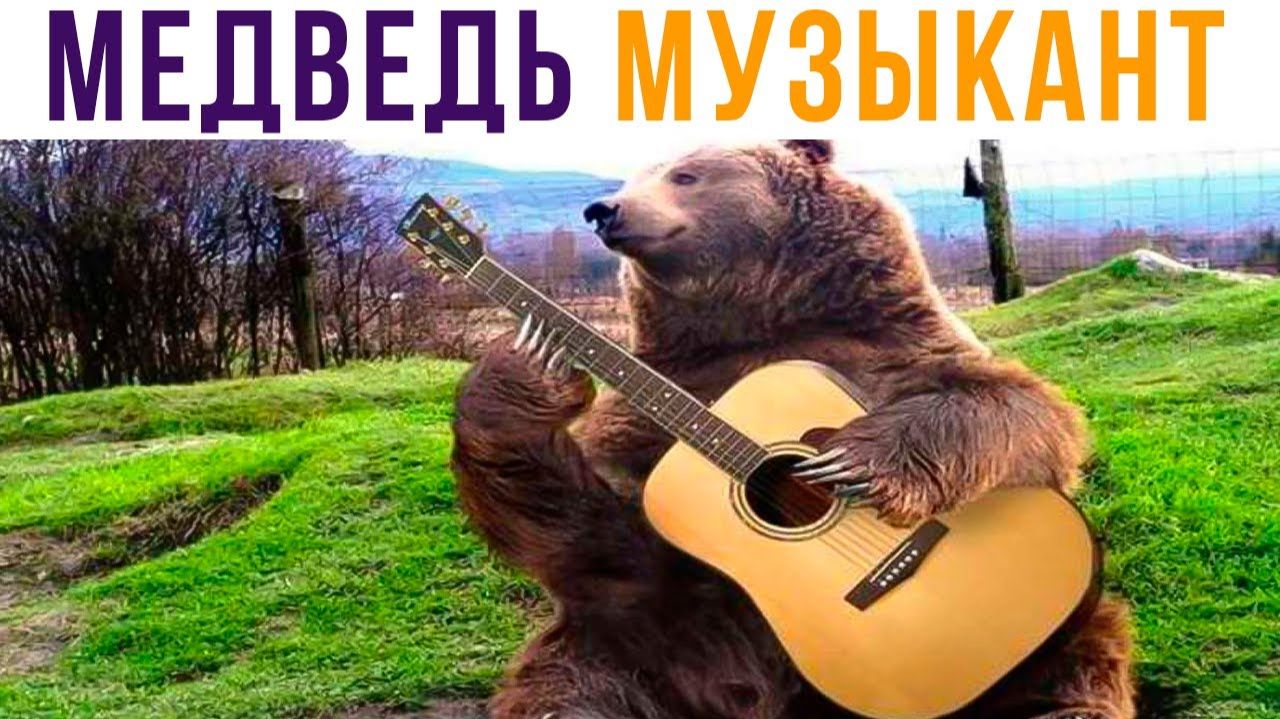 МЕДВЕДЬ МУЗЫКАНТ))) Приколы смотреть онлайн