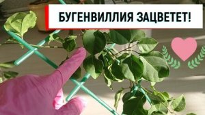 #бугенвиллия БУГЕНВИЛЛИЯ ЗАЦВЕТЕТ! #размножениебугенвиллии#черенебугенвиллии#чтобыбугенвиллииязац