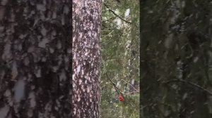🥰 Оставляйте реакции, если понравилась открытка и делитесь с близкими ❤️