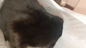 Чуча нашёл себе новый пакет🛍️🐈⬛