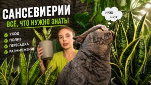 САНСЕВИЕРИЯ ОТ А ДО Я | полное руководство и разбор растения