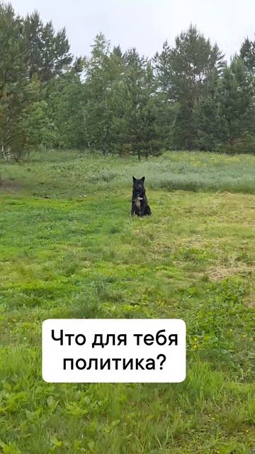 что есть политика?