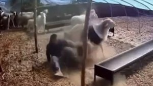 Ты вообще баран!? Я тут главный!