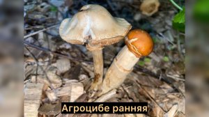 Агроцибе ранняя Полевка ранняя Agrocybe praecox
