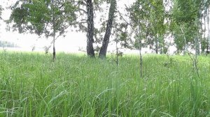 Кукушка кукует.Сколько Вы насчитаете?