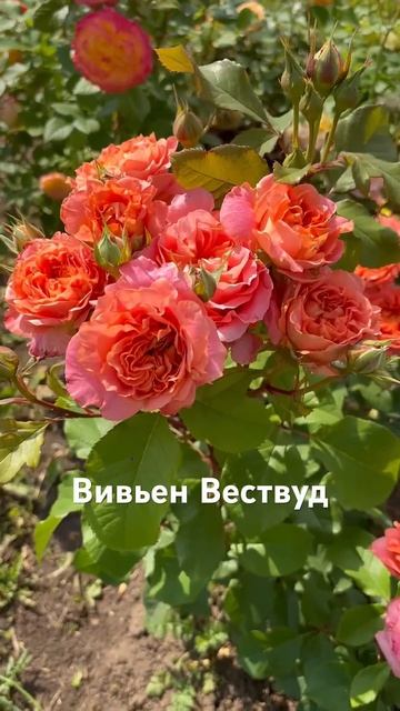 3 редких сорта роз.