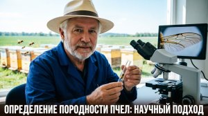 Как определить породу пчёл: окраска, поведение, морфометрия | Профессор Кашковский 🐝🔍