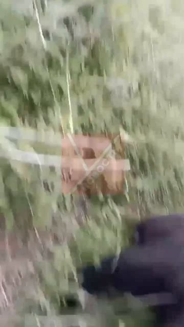 медведь хочет быть другом смотреть онлайн