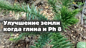 Делаю из глины землю для Араукарии, Пихты, Кедра Мушмулы и других вечнозелёных растений