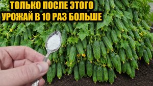 1 Ложка и Огурцы, Томаты, Перцы вмиг пойдут плодоносить ведрами!