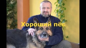 Хороший пёс