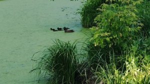 уточки на пруду в деревне, лето деревенское