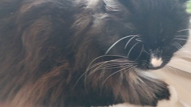 Поздравления,привет и поцелуйчики от нашей кошки😻