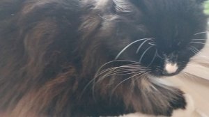 Поздравления,привет и поцелуйчики от нашей кошки😻
