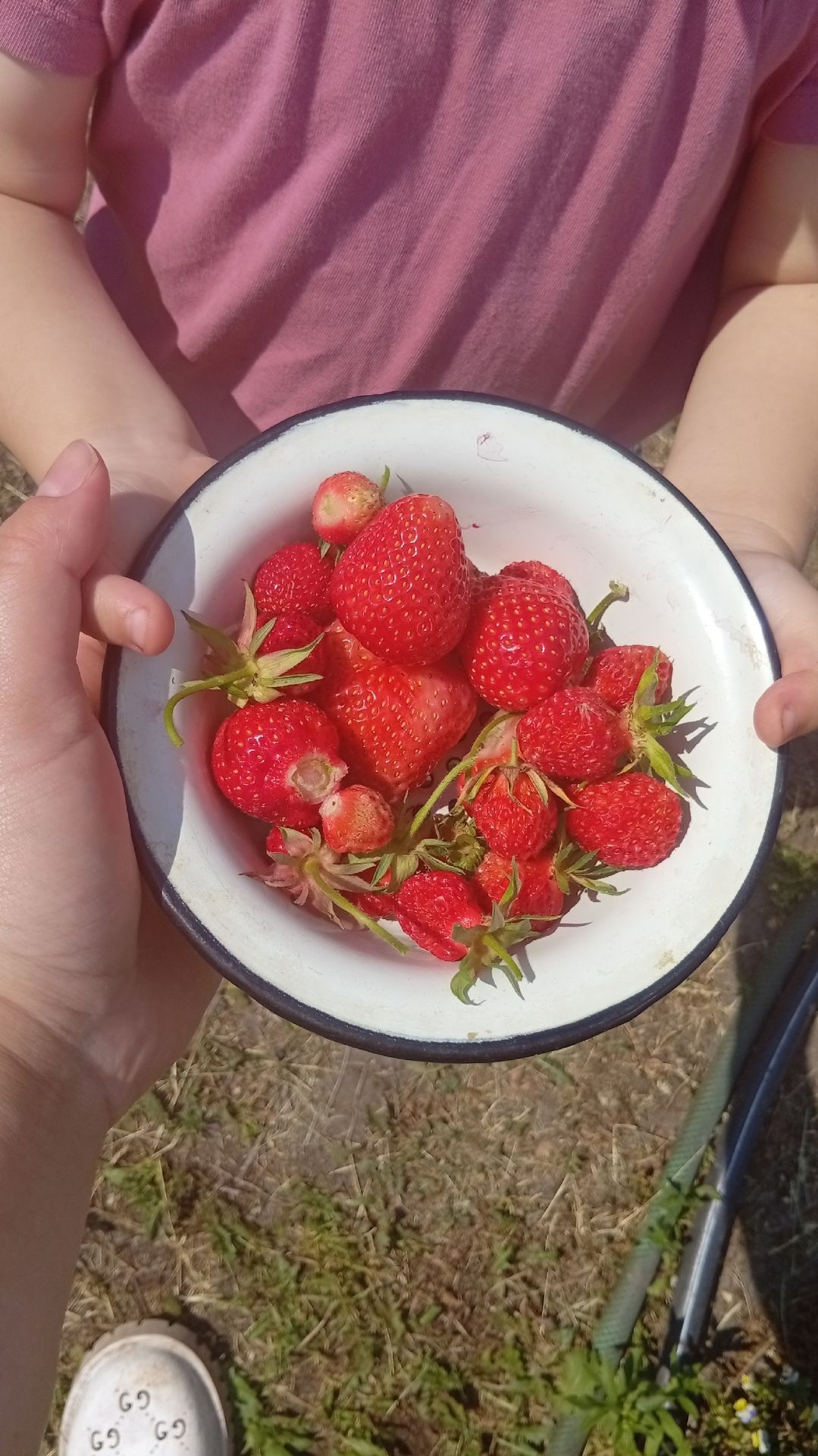 САМАЯ СЛАДКАЯ КЛУБНИКА🍓СБОР КЛУБНИКИ С МАЛЫШОМ/ ПЕРВЫЙ УРОЖАЙ #клубника #дача #сад #огород #shorts