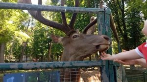 зоопарк
