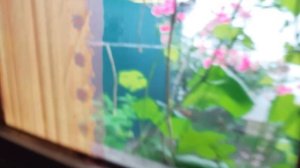 вот такие кратковременные дожди каждый день,уже вторую неделю не поливаю огород 😁