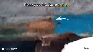 Пауки у моей бабушки 😰😰😰.