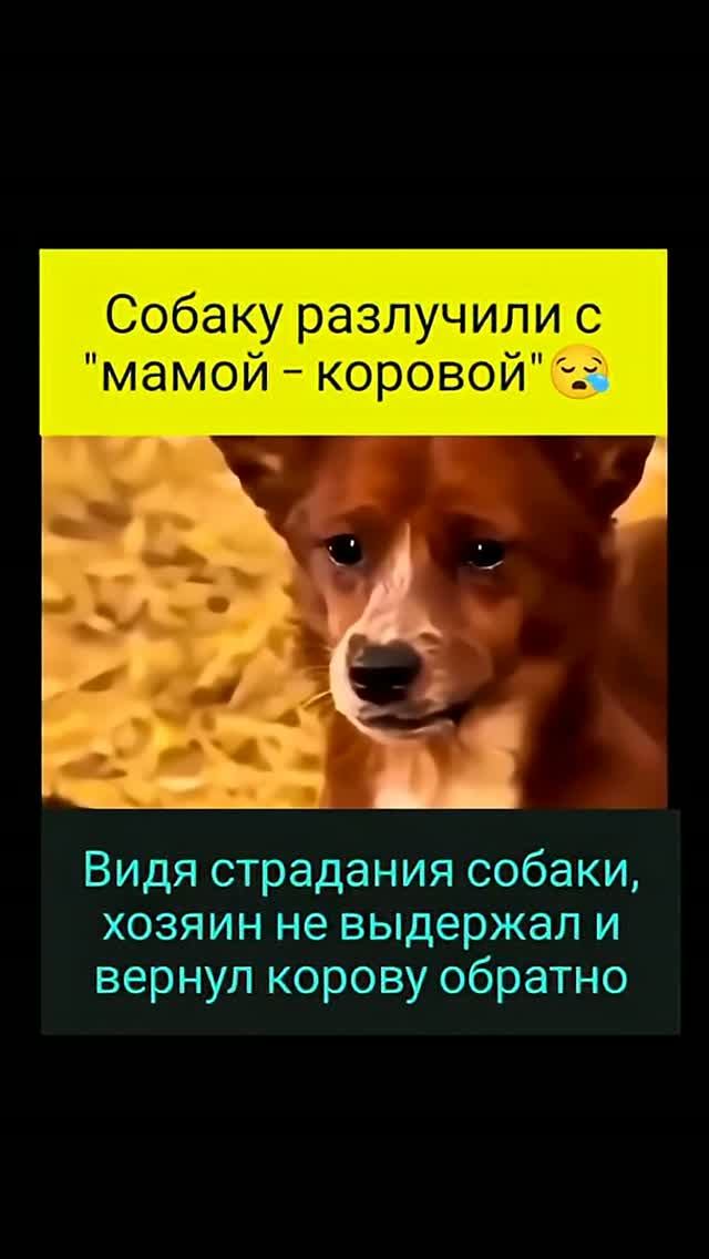 Непередаваемые скорбь с тоской в глазах 😢 и затем радость с ликованием 🥳