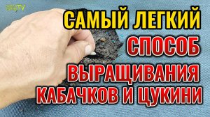 ПОПРОБУЙТЕ один раз так посадить КАБАЧКИ и ЦУКИНИ и по другому сажать уже не захотите