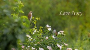Love Story