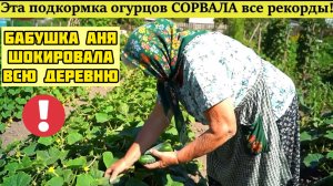 Эта подкормка огурцов СОРВАЛА все рекорды! Бабушка Аня ШОКИРОВАЛА всю Деревню!