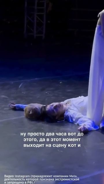 Кот на сцене