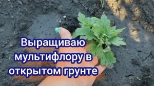 Хризантема мультифлора. Выращиваю в открытом грунте