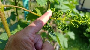 12 июня Подмосковье.Вторая обработка винограда 🍇...