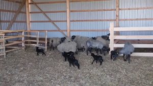 #420 CAUTION! Emergency on the Farm! Lamb Delivery! 6.06.2026