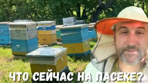 Татарский клён зацветает! Что сейчас происходит на пасеке?