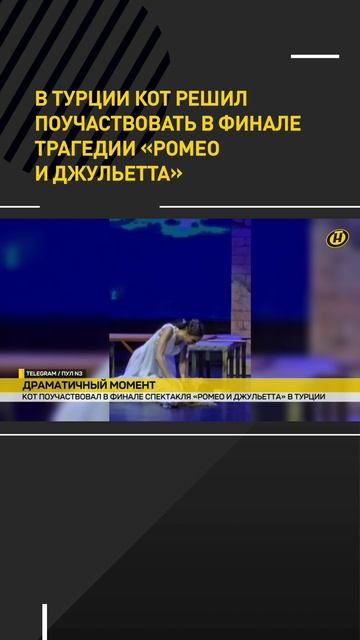 В Турции кот вышел на сцену в самый драматичный момент "Ромео и Джульетта"
