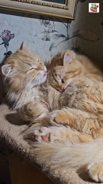 Папа-Пикселюша перед сном поговорил со своим сынулей - Рыжулей-Прыжулей 🌜😽❤️😽✨️ #котики