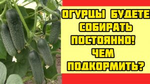 Кормим так огурцы раз в неделю и каждый день собираем обильный урожай!
