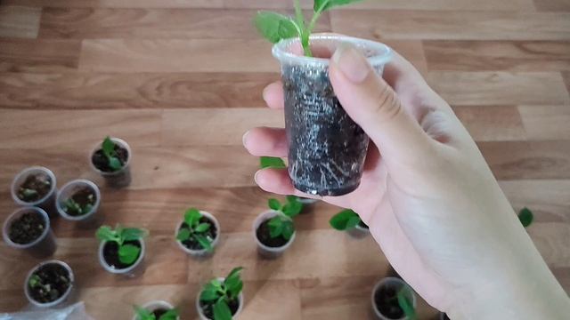 Укоренение гортензии зелёным черенком. Результат укоренения