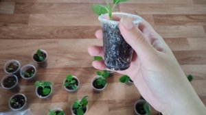 Укоренение гортензии зелёным черенком. Результат укоренения